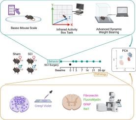 Integrating sensitive motor tasks with histopathology detects sex differences in recovery after spinal cord injury