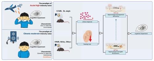 Chronic moderate-intensity noise exposure leads to less severe hearing loss but comparable prolonged cognitive impairment compared with acute high-intensity noise exposure