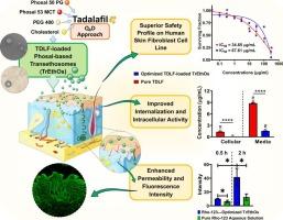 Tailored transethosomal systems for tadalafil transdermal delivery: Impact of Phosal and edge activators on skin permeation and cellular uptake