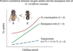 Diapause determination in Osmia cornifrons based on oxygen consumption
