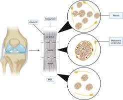 Unveiling the sensory architecture of the medial collateral ligament epiligament: A morphological study with clinical relevance