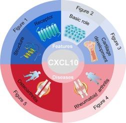 The role of CXCL10 in cartilage development and diseases
