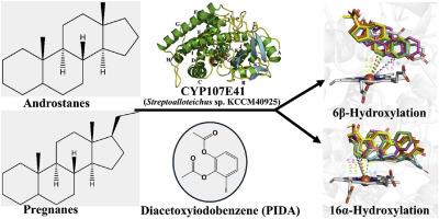 Discovery of a novel CYP107E41 from Streptoalloteichus sp. KCCM40925 for advancing steroid hydroxylation catalysis