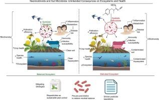 Collateral damage of neonicotinoid insecticides: Unintended effects on gut microbiota of non-target organisms