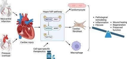 Cell type specificity of Hippo-YAP signaling in cardiac development and disease