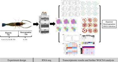 Transcriptomic WGCNA analyses reveal sectional regulatory mechanisms in giant freshwater prawn Macrobrachium rosenbergii larvae under hypoxia-reoxygenation