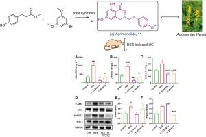 (±)-Agrimonolide: Efficient synthesis and treatment of inflammatory bowel disease via JAK1/STAT3 pathway inhibition