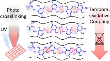Dual-crosslinkable gallol bioinks via pH-controlled oxidation and photocrosslinking with enhanced shear thinning and viscoelastic behavior
