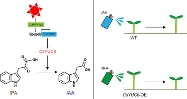 Auxin accumulation mediated by the CsPIF1-like-CsYUC8 module drives high temperature-induced hypocotyl elongation in cucumber