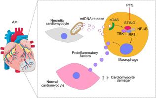 Targeted inhibition of macrophage STING signaling alleviates inflammatory injury and ventricular remodeling in acute myocardial infarction