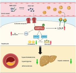 IMM-H007 promotes hepatic cholesterol and triglyceride metabolism by activating AMPKα to attenuate hypercholesterolemia