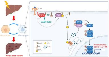 Macrophage DGKζ-mediated phosphatidic acid remodeling aggravates acute liver failure