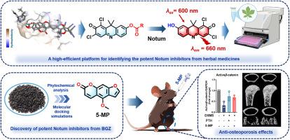 High-efficient discovering the potent anti-Notum agents from herbal medicines for combating glucocorticoid-induced osteoporosis