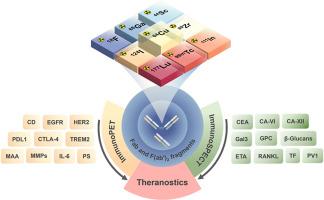 Advances in immunoPET/SPECT imaging: The role of Fab and F(ab′)2 fragments in theranostics