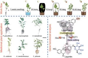 A simple widely applicable hairy root transformation method for gene function studies in medicinal plants