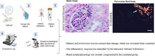 The synergistic impact of ethanol consumption and Schistosoma mansoni infection on renal histopathology in mice