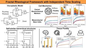 Unified rheological modeling using fractal calculus for soft biological matter