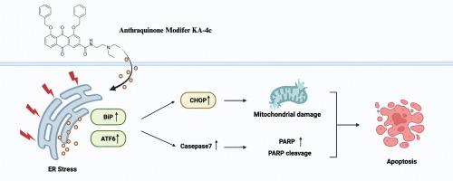 Mechanistic and target study of anthraquinone modifier KA-4c triggering endoplasmic reticulum stress to inhibit triple-negative breast cancer cells