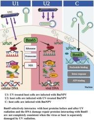 Selective interaction of BmNPV Bm65 with host proteins before and after ultraviolet radiation