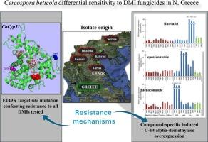 Differential sensitivity to DMI fungicides in Cercospora beticola is mediated by a novel target site modification and C-14 alpha-demethylase overexpression