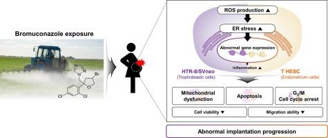 Bromuconazole impairs implantation process through cellular stress response in human trophoblast and endometrial cells