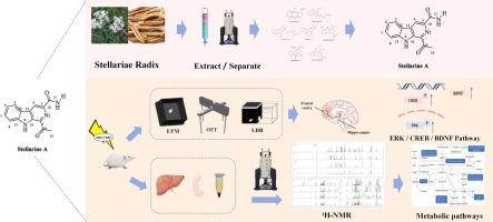 Stellarine A attenuates anxiety in rats through ERK/CREB/BDNF signaling: A 1HNMR metabolomics study revealing metabolic pathways and biomarkers