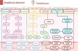 Tanshinone in acne therapeutics: Integrating molecular mechanisms, drug development, and multimodal treatment strategies