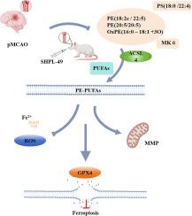 Neuroprotective mechanism of salidroside derivative SHPL-49 involves amelioration of brain lipid metabolism disorder to mitigate ferroptosis in a rat model of pMCAO
