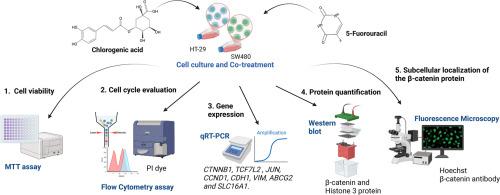 Therapeutic potential of combined treatment with chlorogenic acid and 5-fluorouracil in colorectal cancer through Wnt/β-catenin pathway modulation