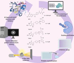 A virtual screening strategy to repurpose antifolate compounds as W. bancrofti DHFR inhibitors