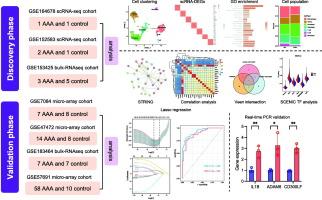 Unveiling the role of STAT1-activated macrophages in abdominal aortic aneurysm: Insights from scRNA-seq and prognostic signature development