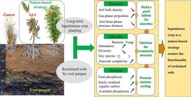 Leguminous crops as a nature-based strategy to restore the functionality of reclaimed soils in coal mine agroecosystem