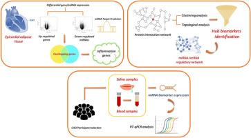 Identification of salivary inflammatory non coding RNA biomarkers for coronary artery disease through epicardial adipose tissue gene network analysis