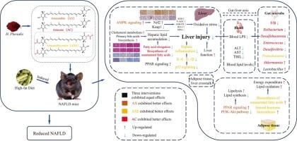 Comparison of the effects and mechanisms of astaxanthin, astaxanthin esters and astacene on high-fat diet-induced NAFLD