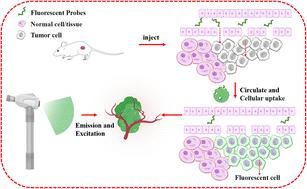 Comparison of the efficacy of FITC-conjugated dextran, PEG, and HA as intraoperative navigation materials in pancreatic cancer