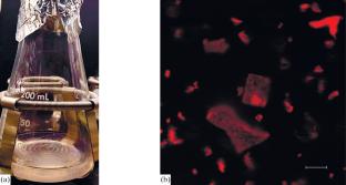 Wide-Angle X-Ray Scattering Comparative Analysis of Haloarchaeal Purple and Claret Membranes