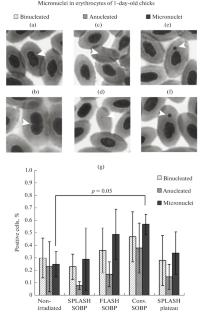 Study of the Flash Effect at the Proton Accelerator of INR RAS