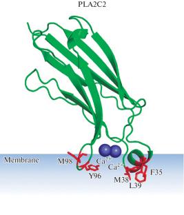 Recombinant Protein Biosensors of Cell Membrane Lipids