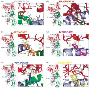Prediction of the Interaction between NK Cell Receptor KIR2DS4 and HLA-C*05-Peptide Complex