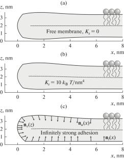 Line Tension of Pore Edge in Membrane on Solid Support