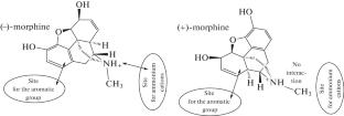 In Silico Evaluation of the Effect of Geometrical Configuration and Charge of Opioid Antagonists on Their Binding to Receptors