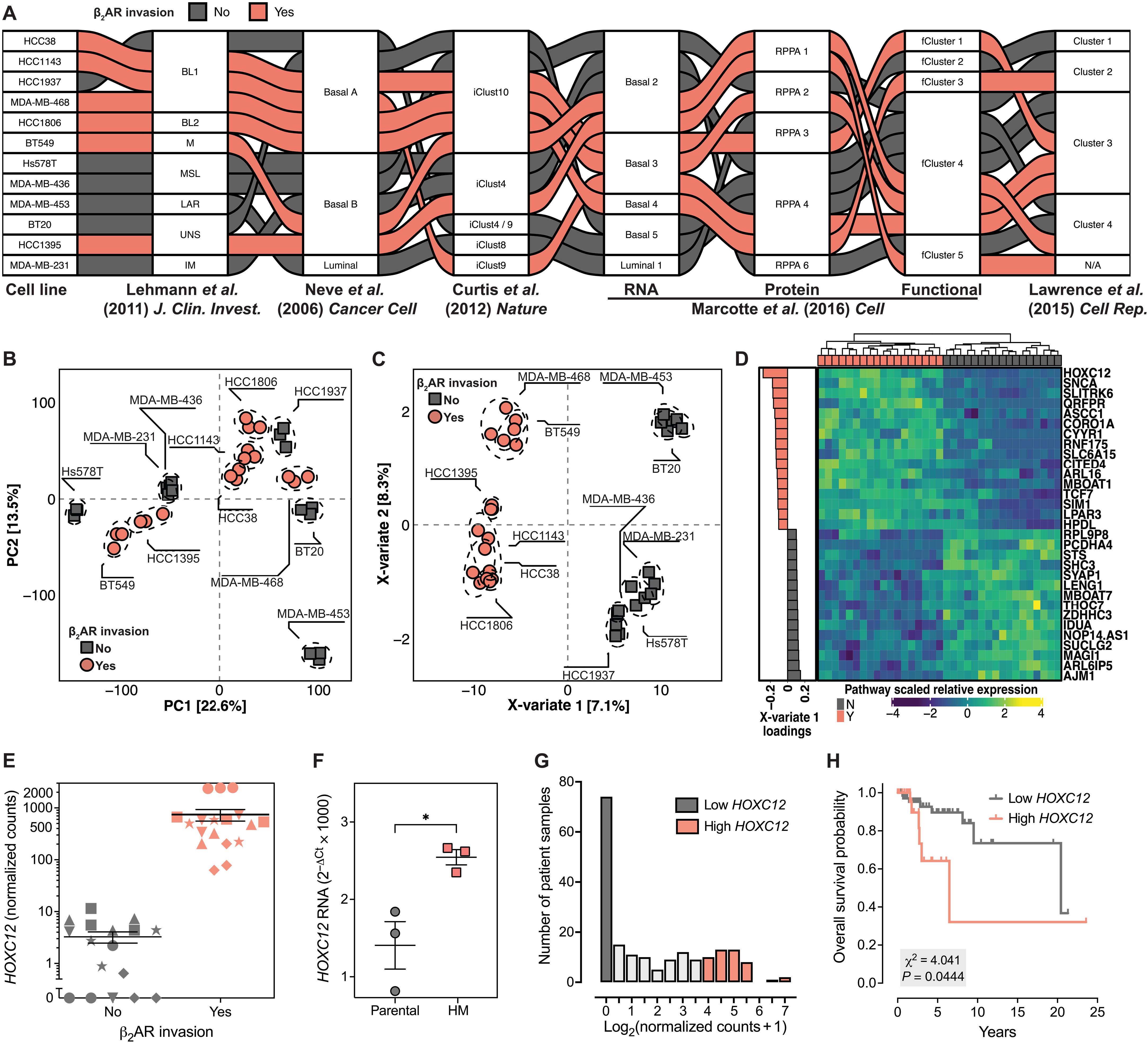 Hox-C12 coordinates β2-adrenoceptor coupling to a cAMP/calcium feedforward loop to drive invasion in triple-negative breast cancer
