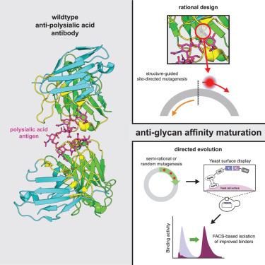 Engineering affinity-matured variants of an anti-polysialic acid monoclonal antibody with superior cytotoxicity-mediating potency