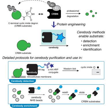 A method for the detection and enrichment of endogenous cereblon substrates