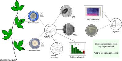 Silver nanoparticles for control of foliar pathogens in passion fruit (Passiflora edulis) crops