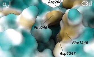 Solution-based studies on the contact between the complement receptor 3 ligand-binding domain and simvastatin