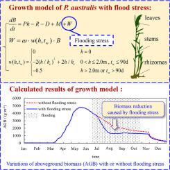 Modeling the growth dynamics of Phragmites australis with flooding stress in the Middle Yangtze River