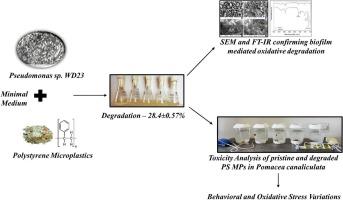 Biodegradation of polystyrene microplastics by Pseudomonas sp. WD23: Toxicity assessment using freshwater snail Pomacea canaliculata
