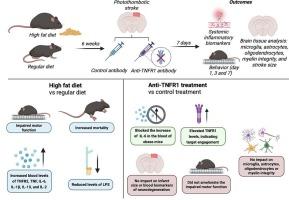Harnessing anti-TNFR1 therapy has a limited impact on inflammation and motor function after stroke in obese male mice