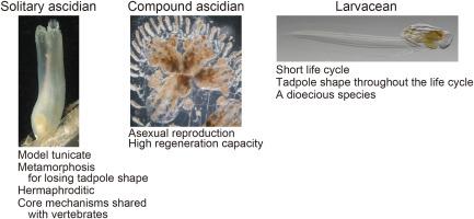 Germ cell formation and reproduction in tunicates